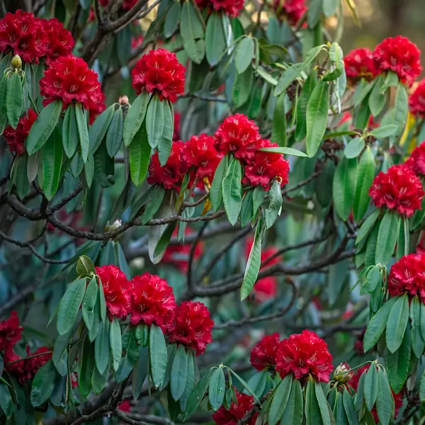 Rhododendron bloom